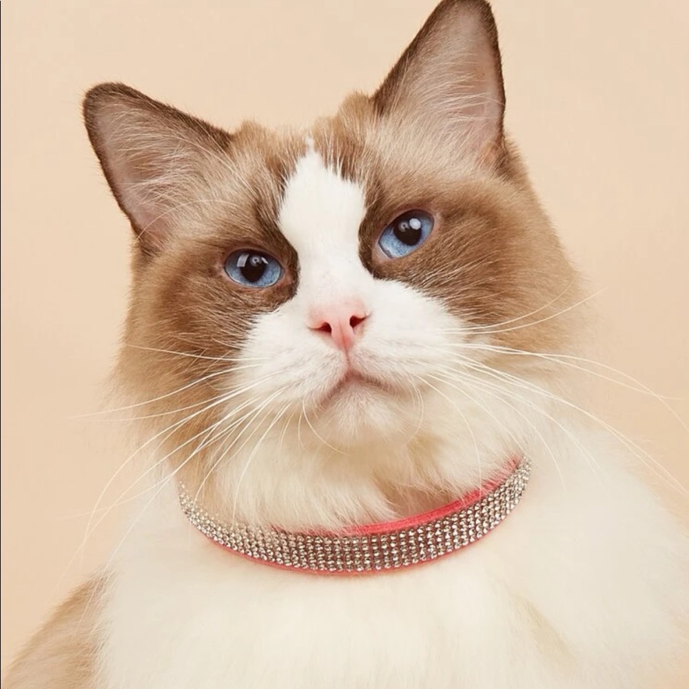 Rhinestone Decor Pet Collar 🐈
